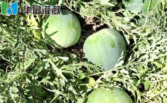 滴灌打瓜管網安裝