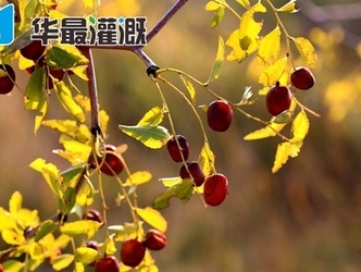 滴灌大棗施肥方案