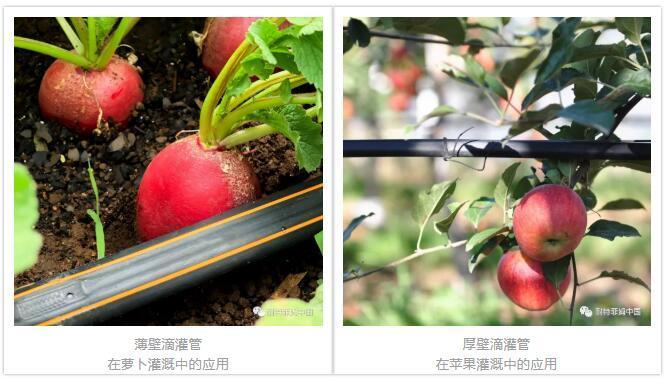 滴灌管應(yīng)用