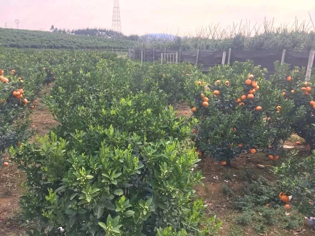 反對(duì)開春果園旋耕